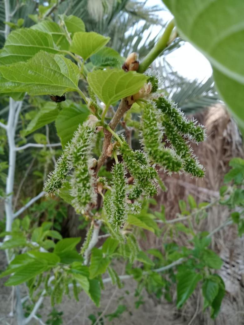 Wafla Villa Siwa Oasis Exteriör bild