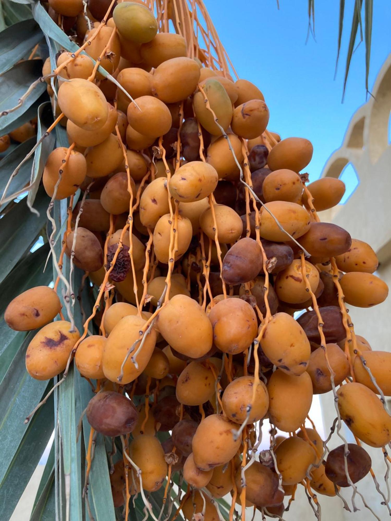Wafla Villa Siwa Oasis Exteriör bild