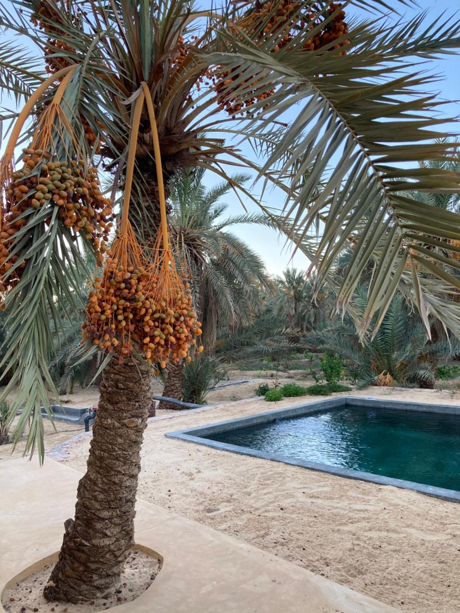 Wafla Villa Siwa Oasis Exteriör bild